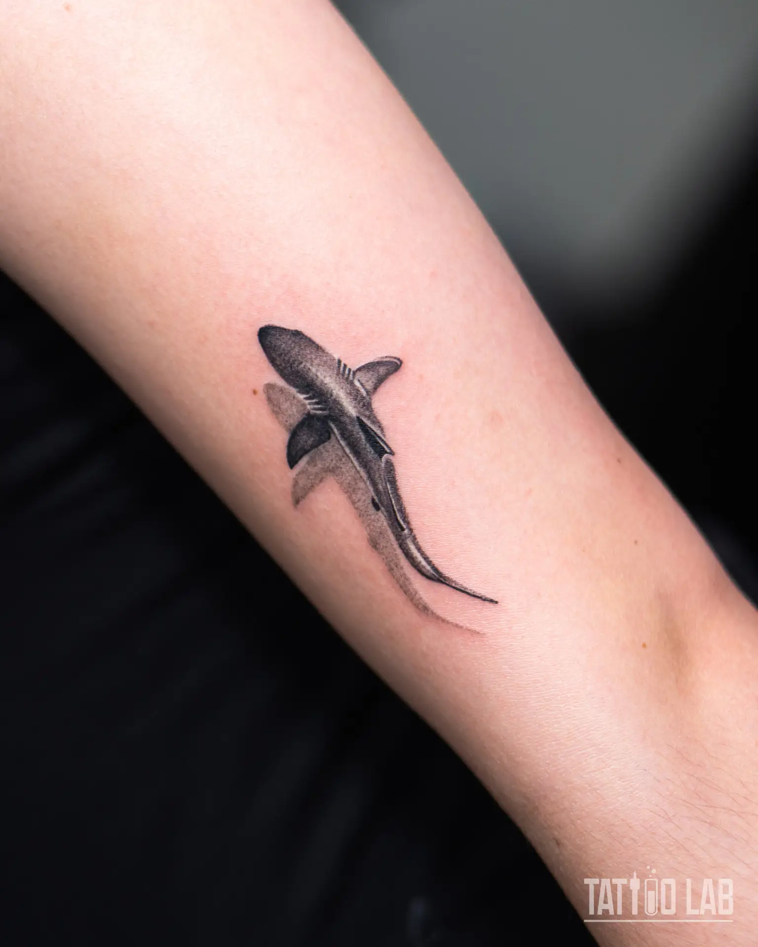 Small realistic Tiger shark tattoo on arm featuring smooth shading and fine details, created at Tattoo Lab Halifax.